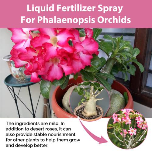 Desert Rose 3-1-2 Liquid Fertilizer