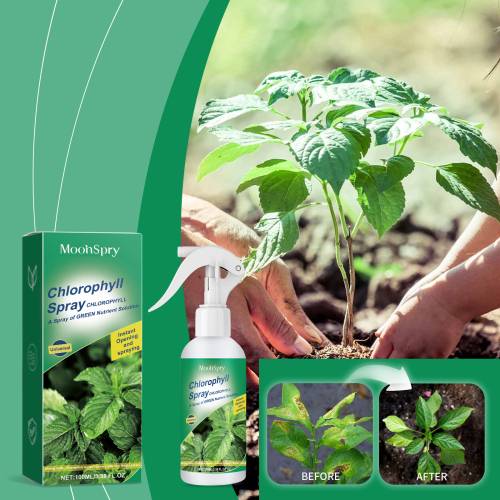 Chlorophyll Plant Spray