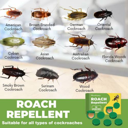 Cockroach Bait