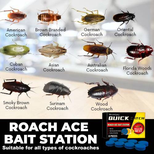 Cockroach Bait Station