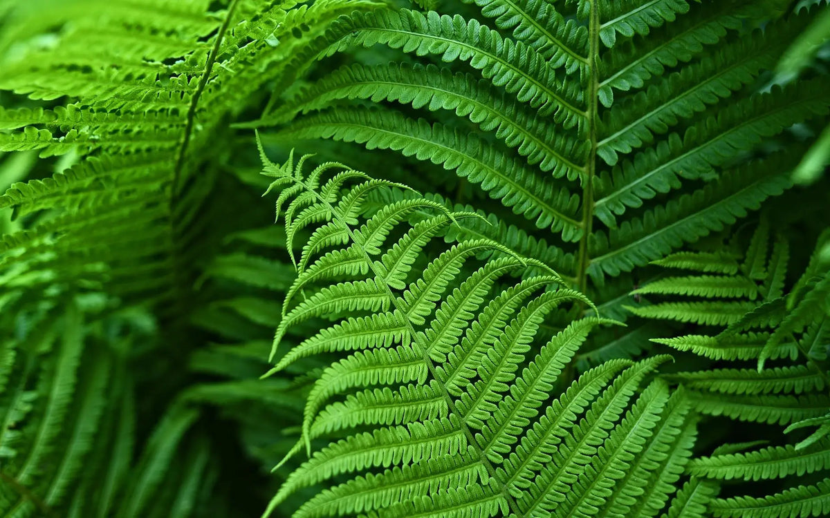 zavevo | UV Resistant Artificial Boston Fern | Lifelike, Waterproof & Maintenance-Free for Outdoor Décor