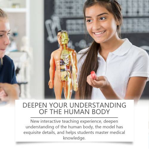 Human Anatomy Model for Kids