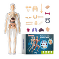 Human Anatomy Model for Kids