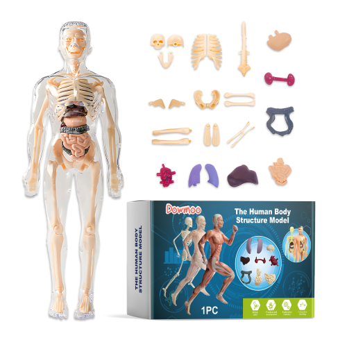 Human Anatomy Model for Kids