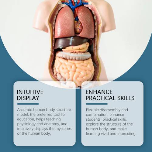 Human Anatomy Model for Kids