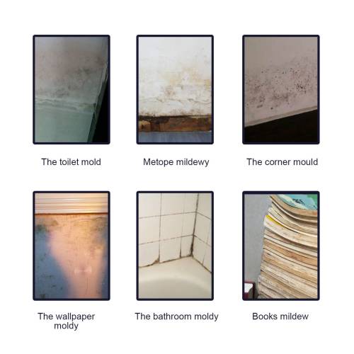 Mold & Mildew Stain Spray