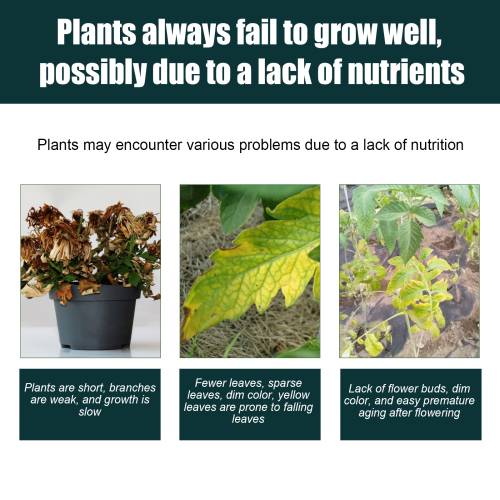 Plant-Based Organic Fertilizer Concentrate