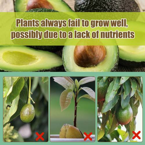 Avocado Tree 3-1-2 Liquid Fertilizer