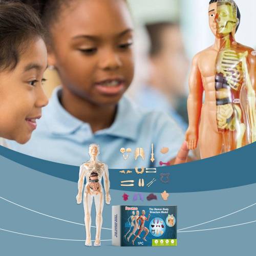 Human Anatomy Model for Kids