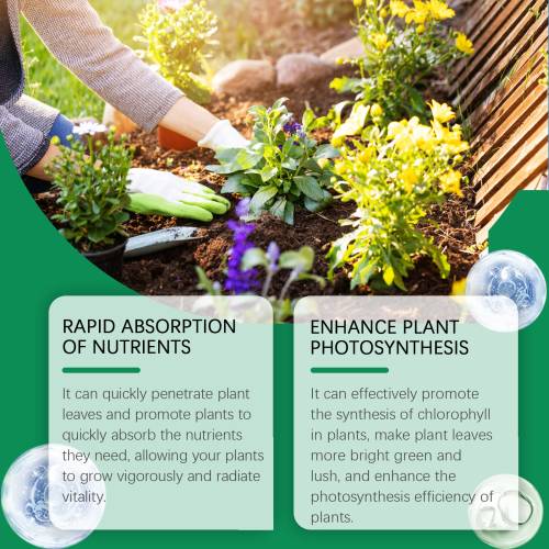 Chlorophyll Plant Spray
