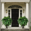 zavevo | UV Resistant Lifelike Artificial Boston Fern