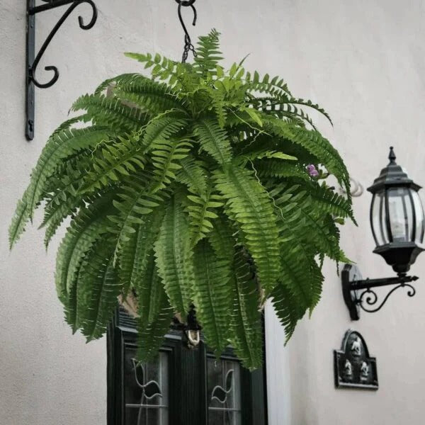 zavevo | UV Resistant Lifelike Artificial Boston Fern