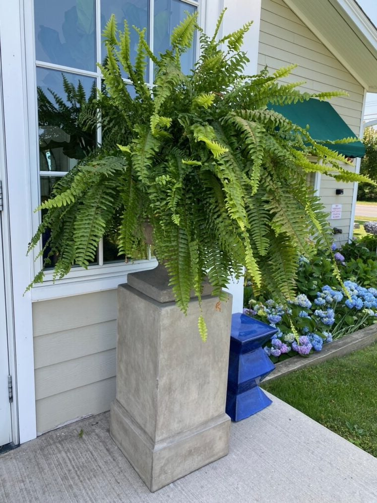 zavevo | UV Resistant Artificial Boston Fern | Lifelike, Waterproof & Maintenance-Free for Outdoor Décor
