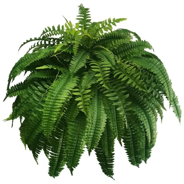 zavevo | UV Resistant Artificial Boston Fern | Lifelike, Waterproof & Maintenance-Free for Outdoor Décor