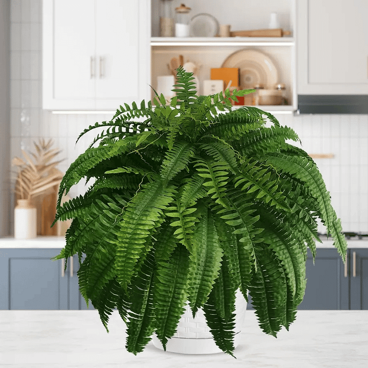 zavevo | UV Resistant Artificial Boston Fern | Lifelike, Waterproof & Maintenance-Free for Outdoor Décor