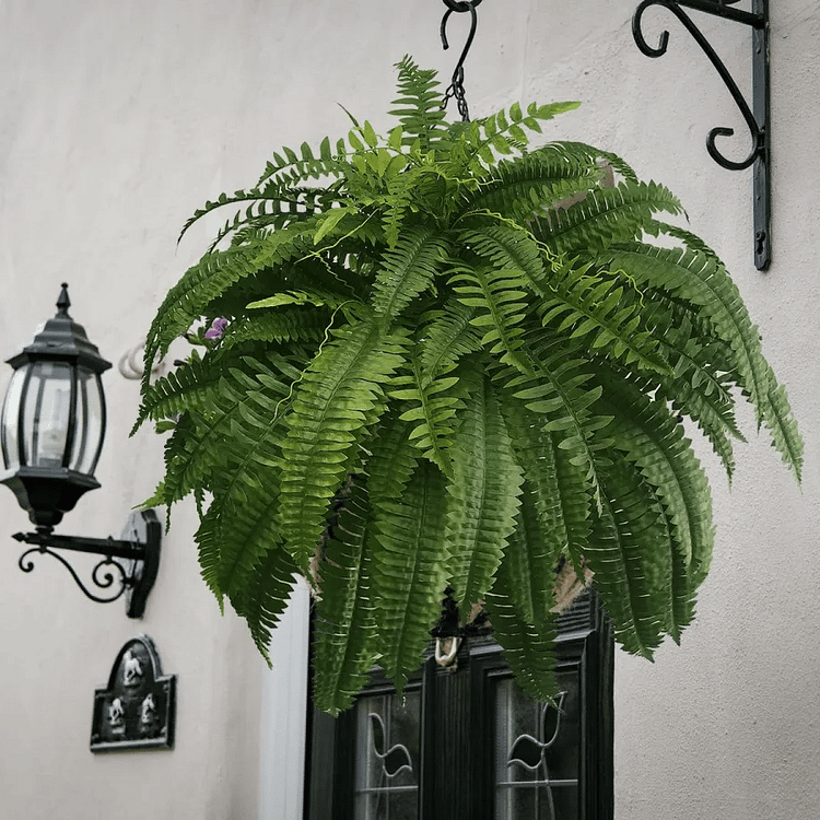 zavevo | UV Resistant Artificial Boston Fern | Lifelike, Waterproof & Maintenance-Free for Outdoor Décor