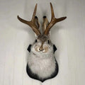Taxidermy Jackalope Wall Mount on Wooden Plaque